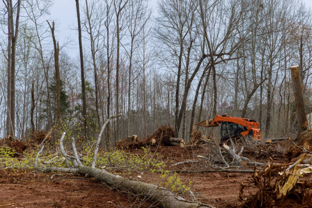 Reliable South Williamsport, PA Tree Services Solutions